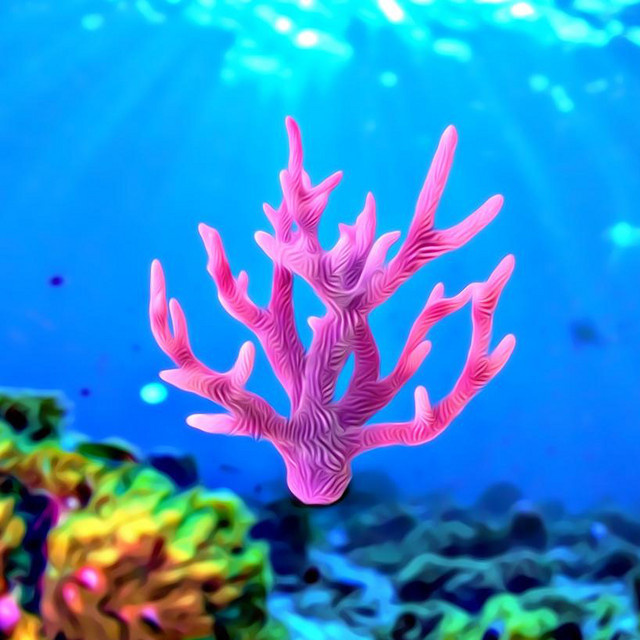 Coral Reef