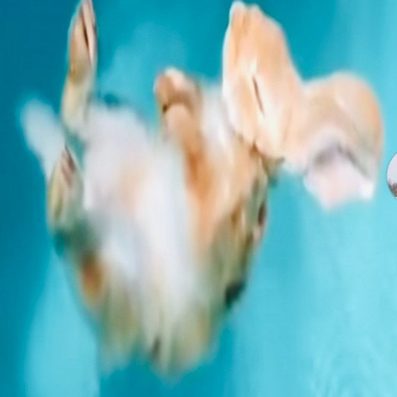 postdog