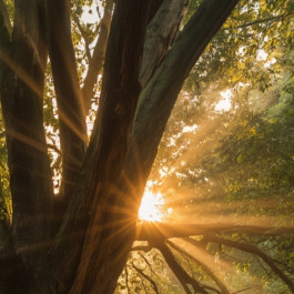 LighTRooT