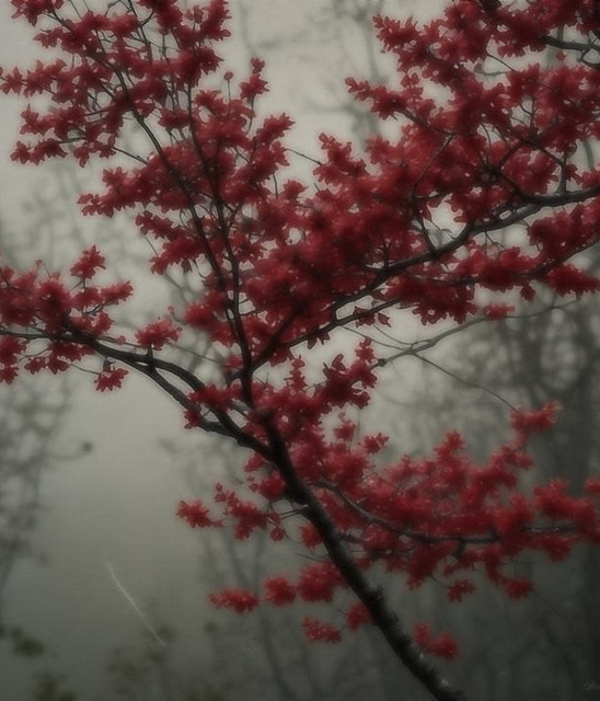 blurhaven