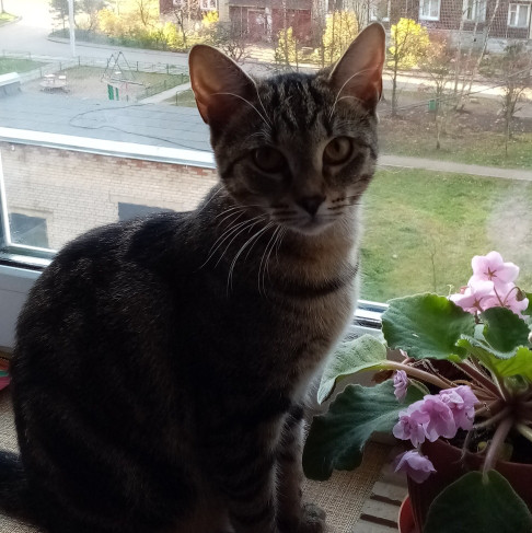 Catariela