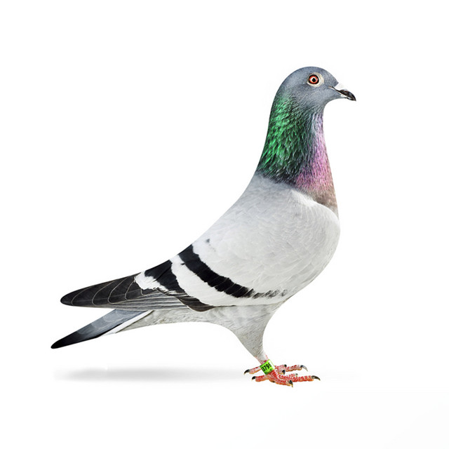 Natte Duif