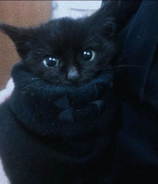 blackkat
