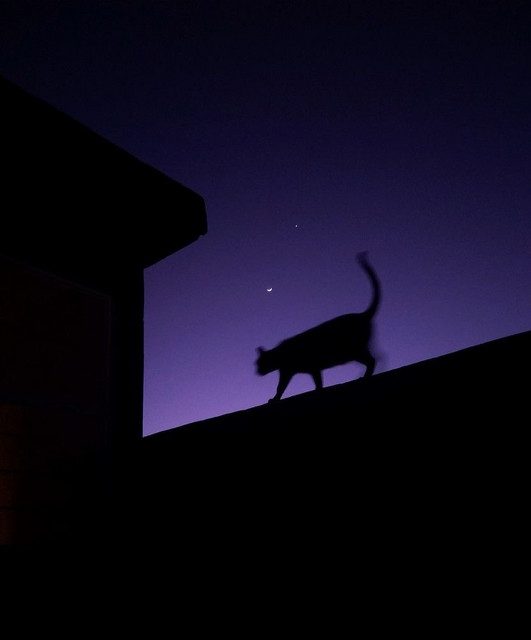 sad cats