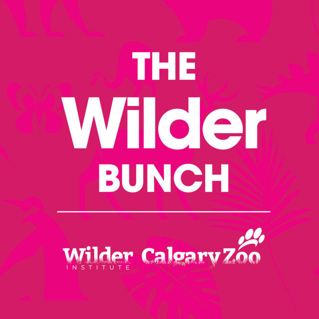 The Wilder Bunch