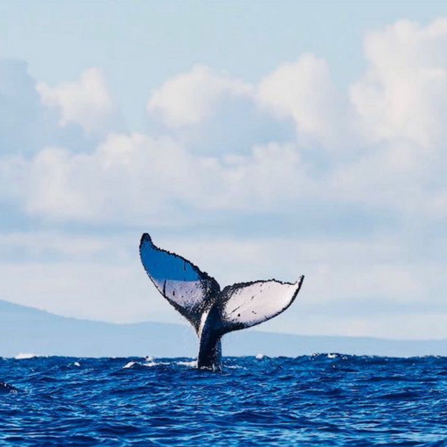 California Whale