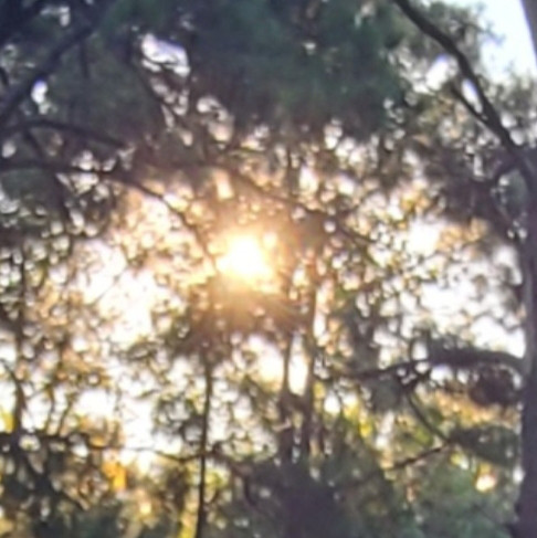 Piney Rise