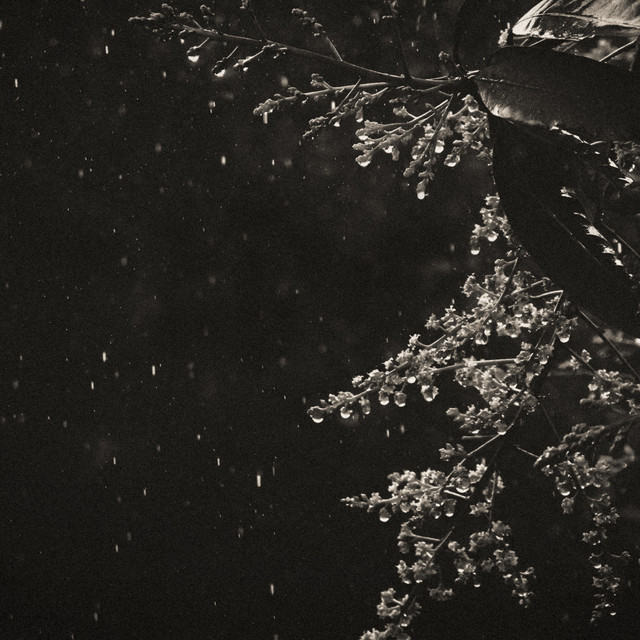 Forest Fables