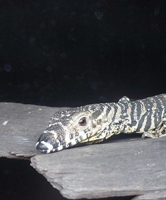 lashmonitor
