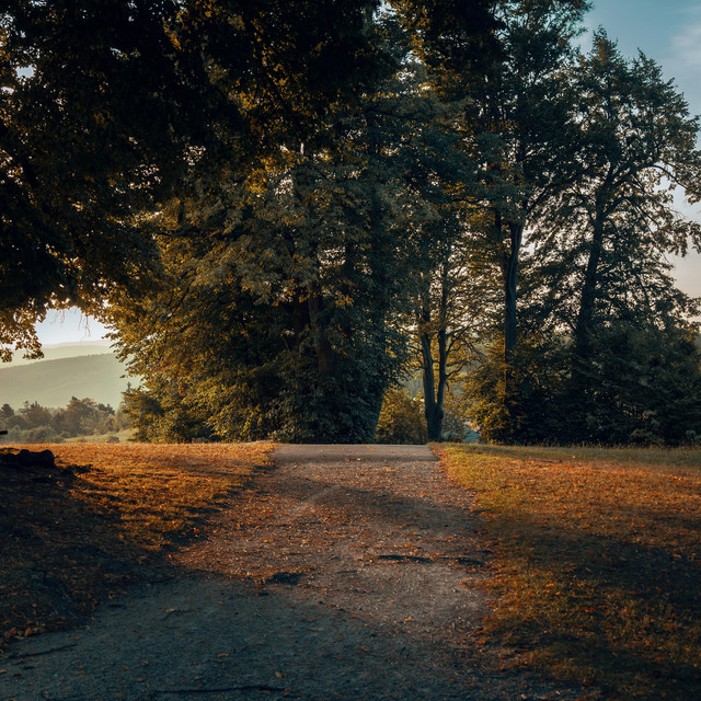 The Cedar Path