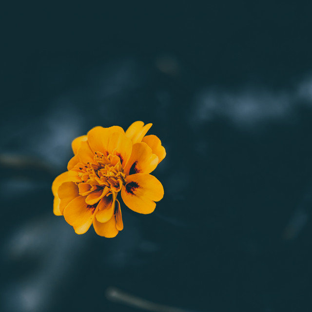 Flora Aeterna