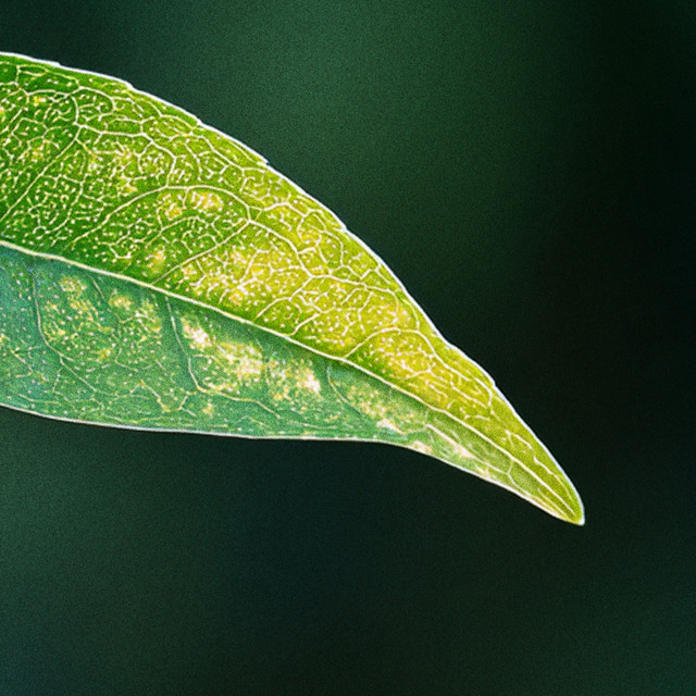 Leafy