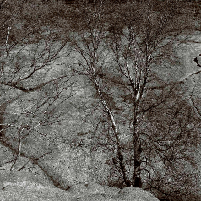 Jacco Lamfers
