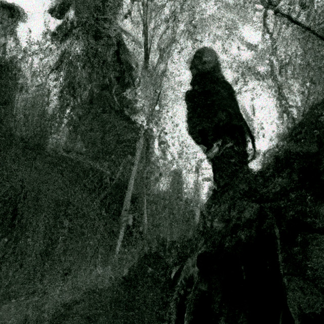Wounded In Forest