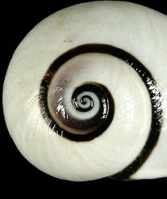 ULTRAvioletcoraline