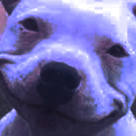 PXTBULLxTERRIER