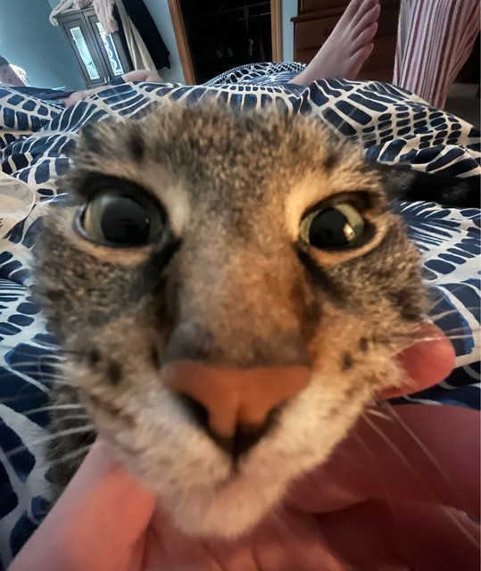 Jessemaroo