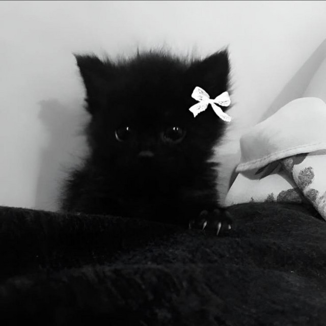 Koda!