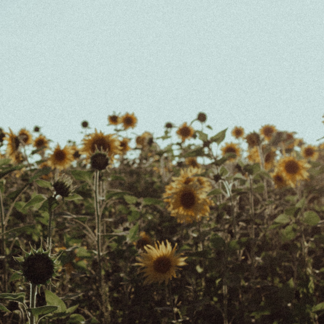 mellow days image