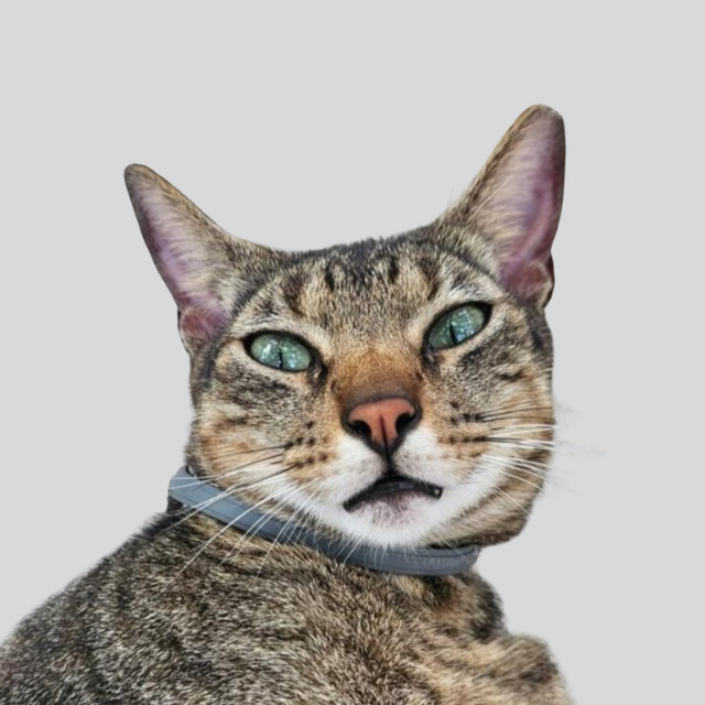 Gato Léo