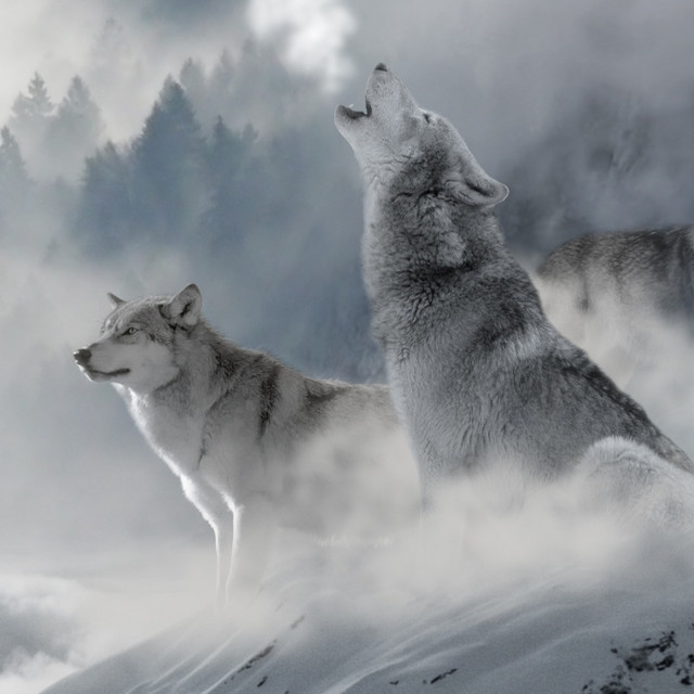 Wolves in Winterland