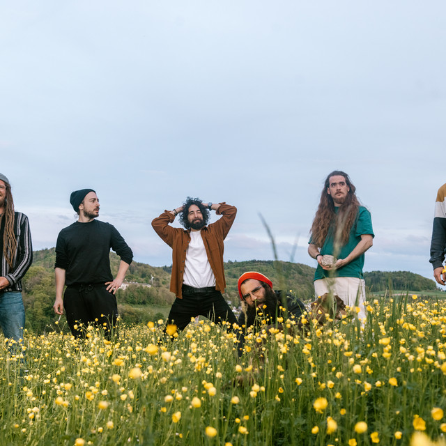 The Ammonites