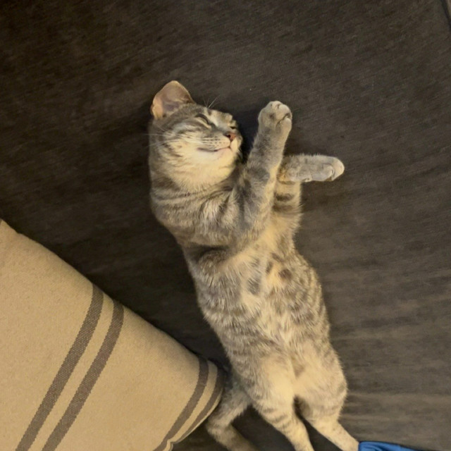 reza