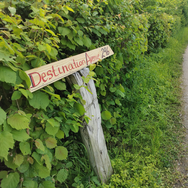 Destination Avenue 246