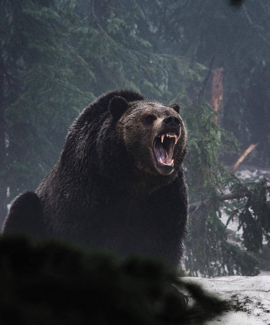 GRIZZLY DUKE