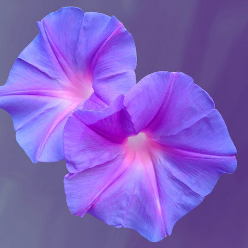 Akhila & the Alchemists