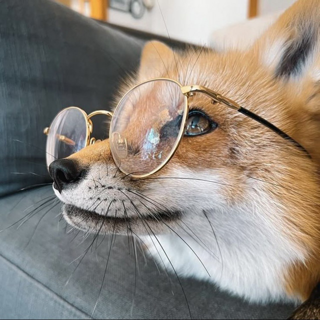 Vulpin