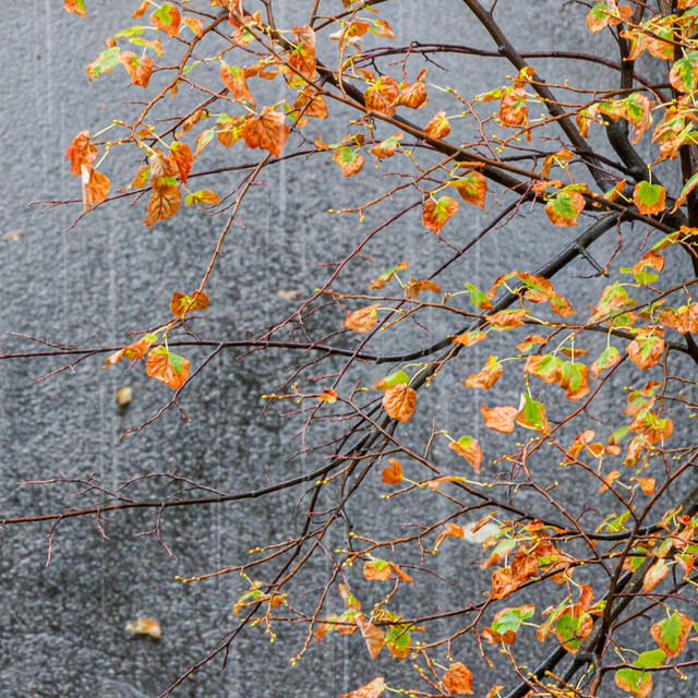 November Rain Spotify