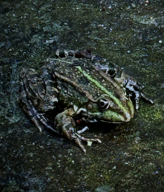 vedzha