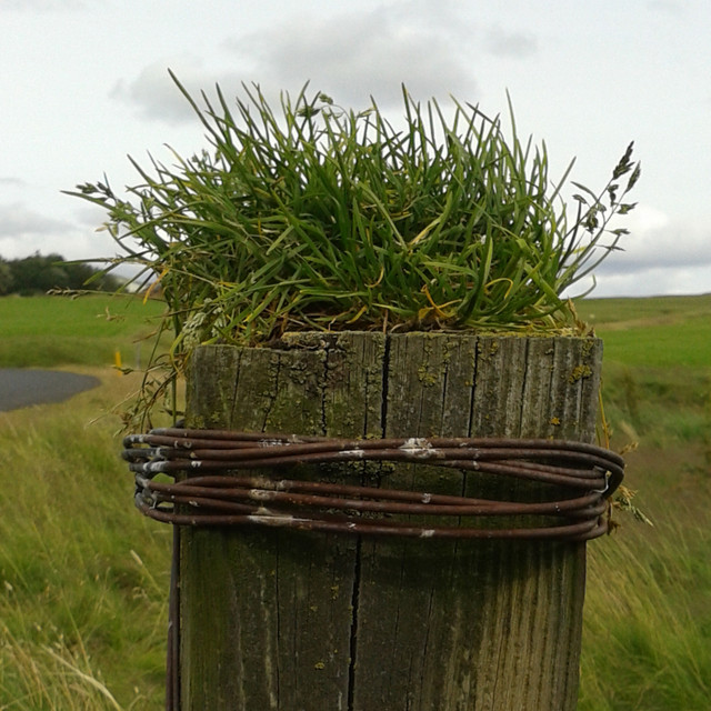 Ljóri image