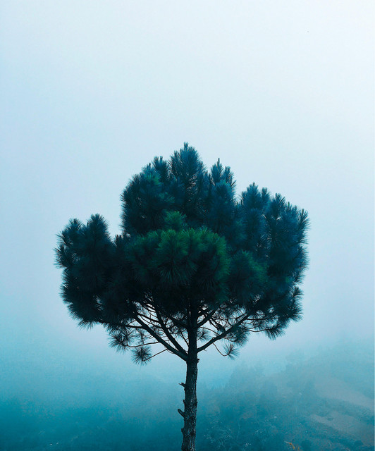 Joshua Tree