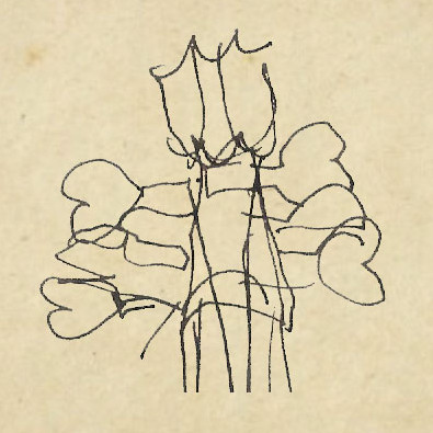 The Linarol Consort