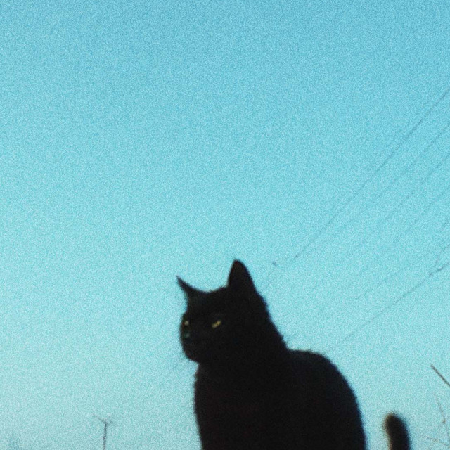 Zona Black