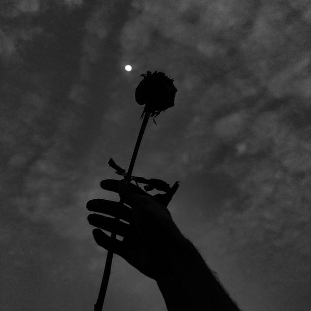 Delphine