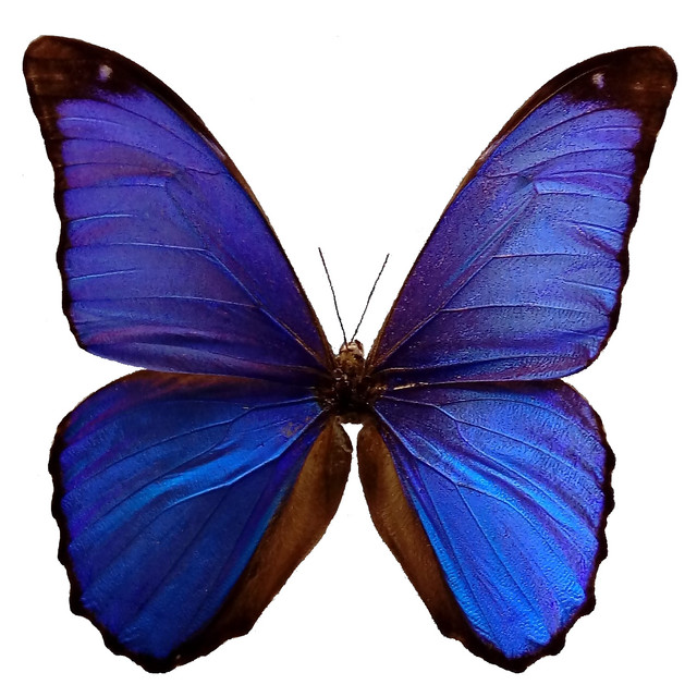 Flytro