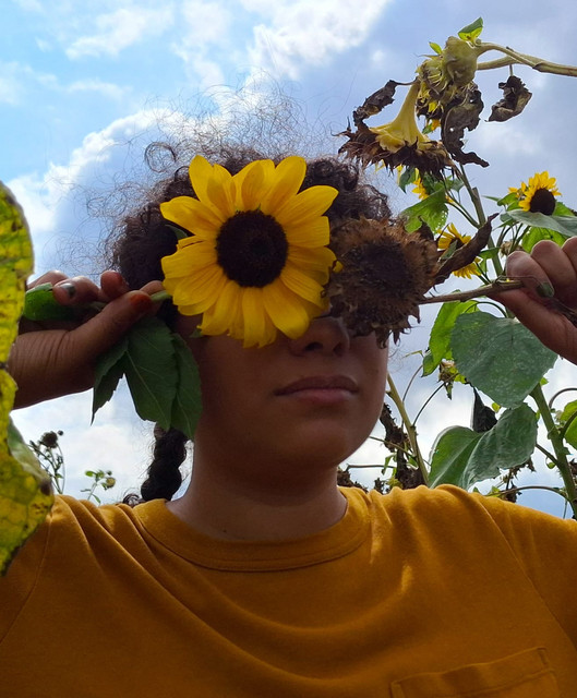 Sunflower Summit