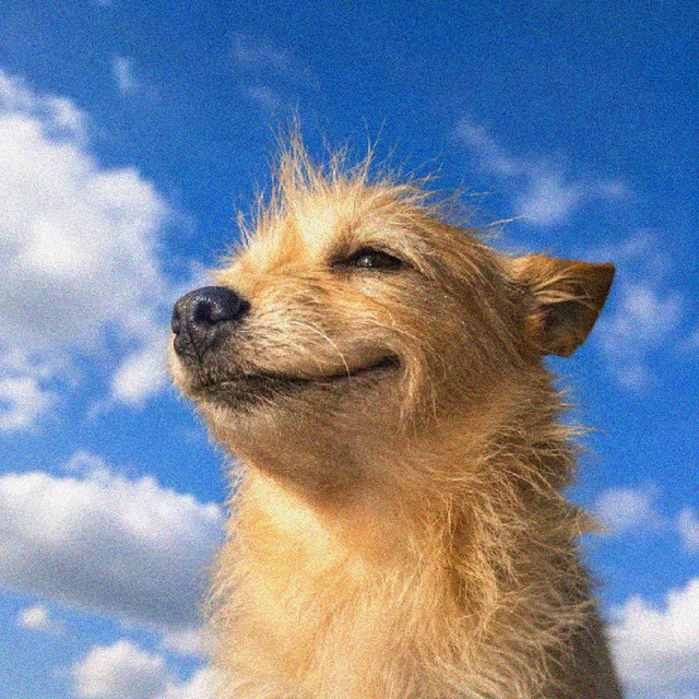 ChillDoggi