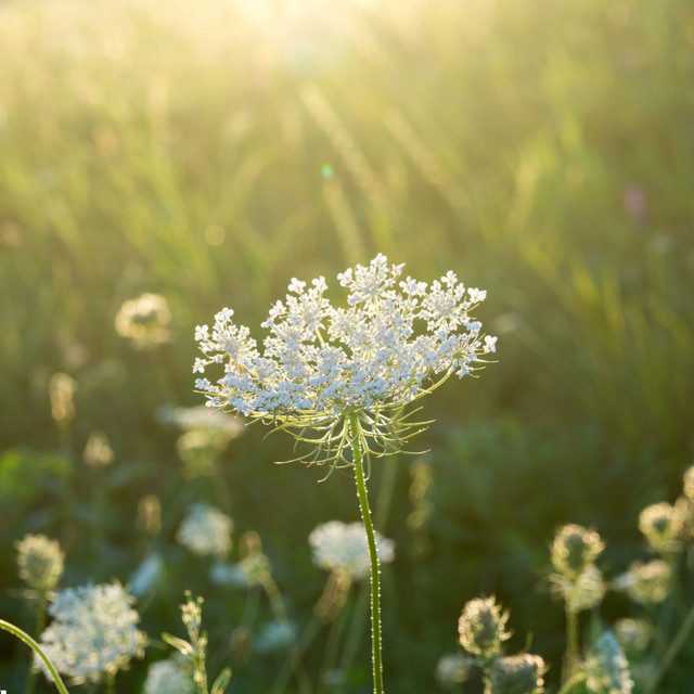 Backroad Meadow