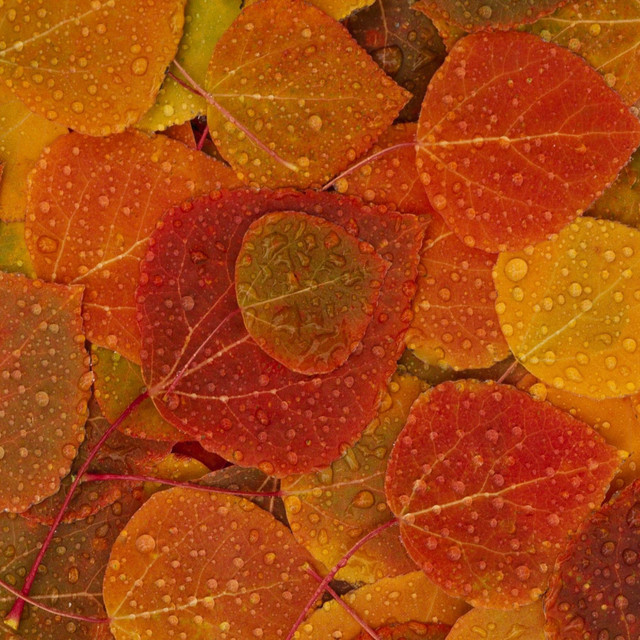 Lluvia Del Bosque