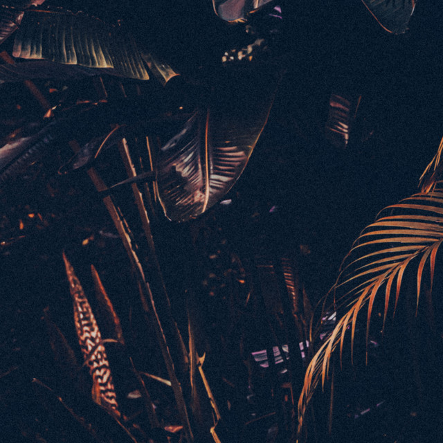 Tranquil Tropics