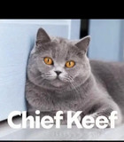 JEFFY