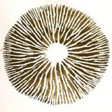 artist image