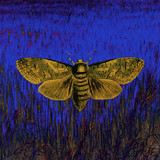 artist image