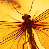 artist image