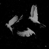 artist image
