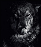 Wolfgressive profile